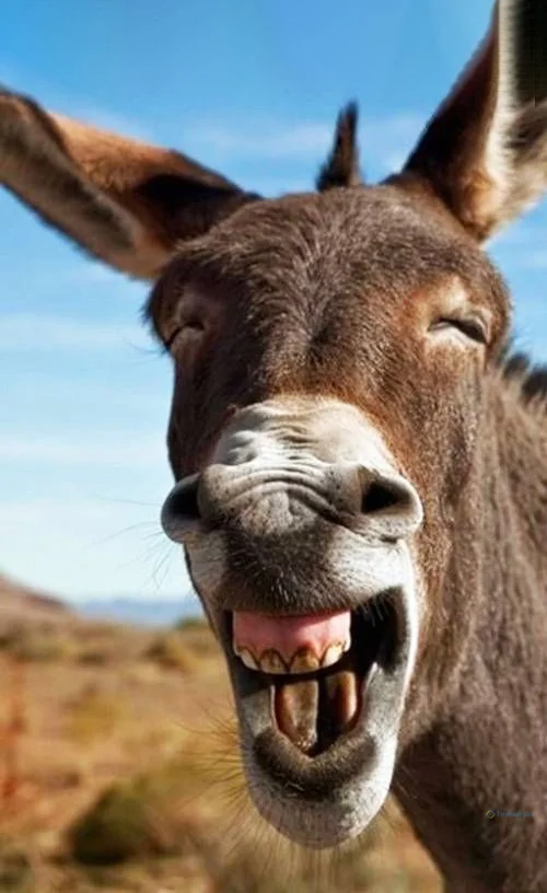 Hình nền con Lừa cười cho điện thoại