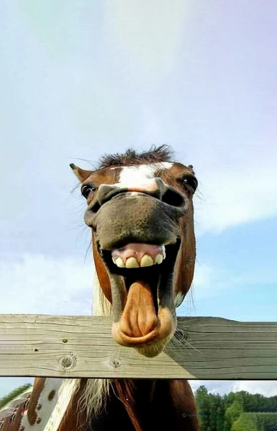 Hình nền con Lừa cười cho điện thoại