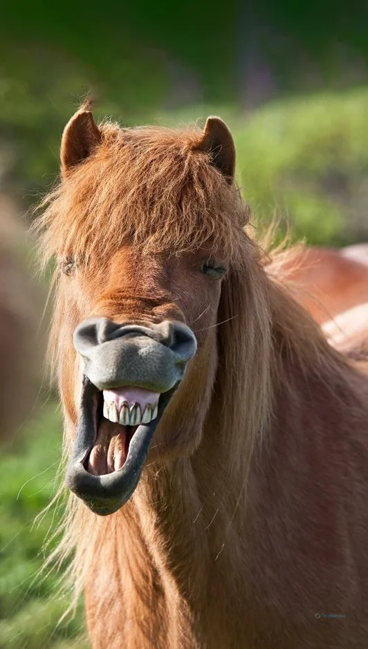 Hình nền con Lừa cười cho điện thoại