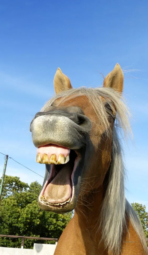 Hình nền con Lừa cười cho điện thoại