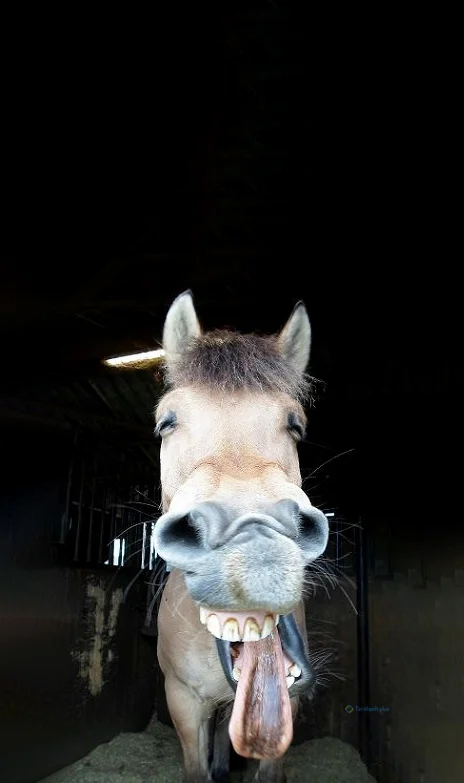 Hình nền con Lừa cười cho điện thoại