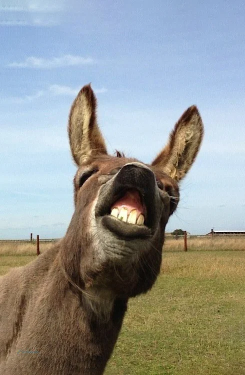 Hình nền con Lừa cười cho điện thoại