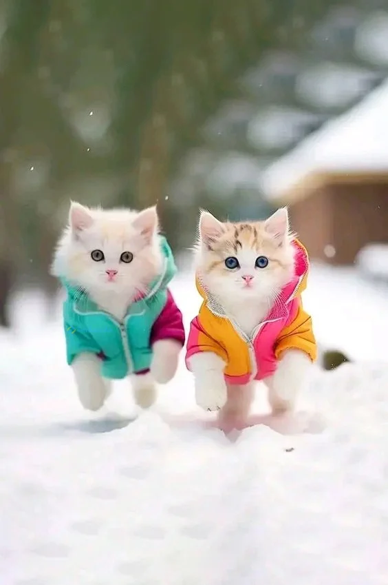 Hình nền con Mèo cute cho điện thoại