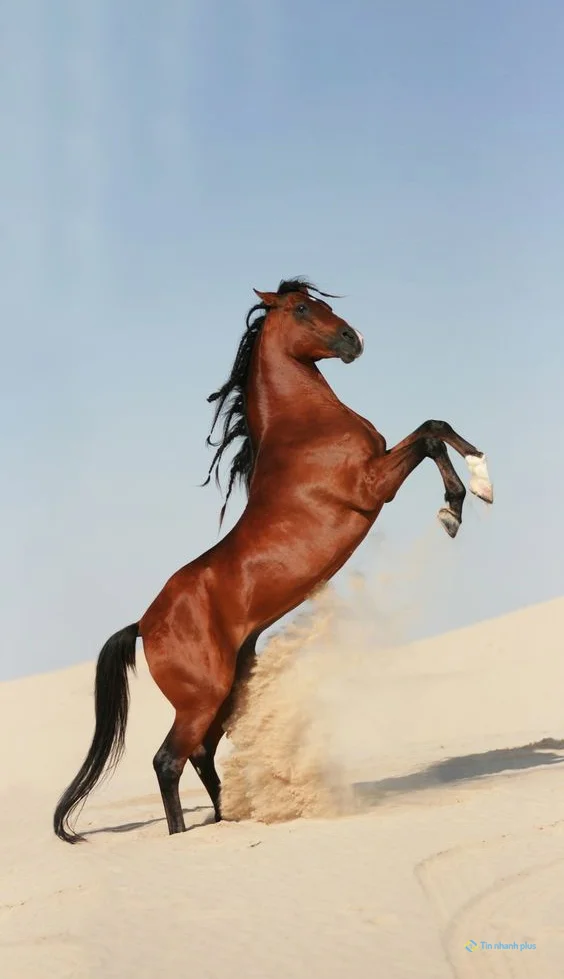 hình nền con ngựa cho ịPhone