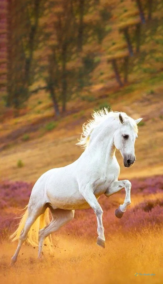 hình nền con ngựa cho ịPhone