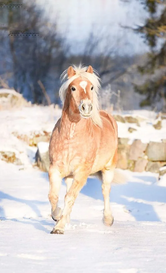 hình nền con ngựa cho ịPhone