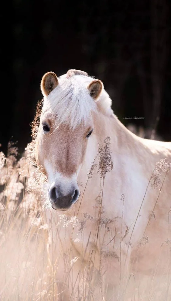 hình nền con ngựa cho ịPhone