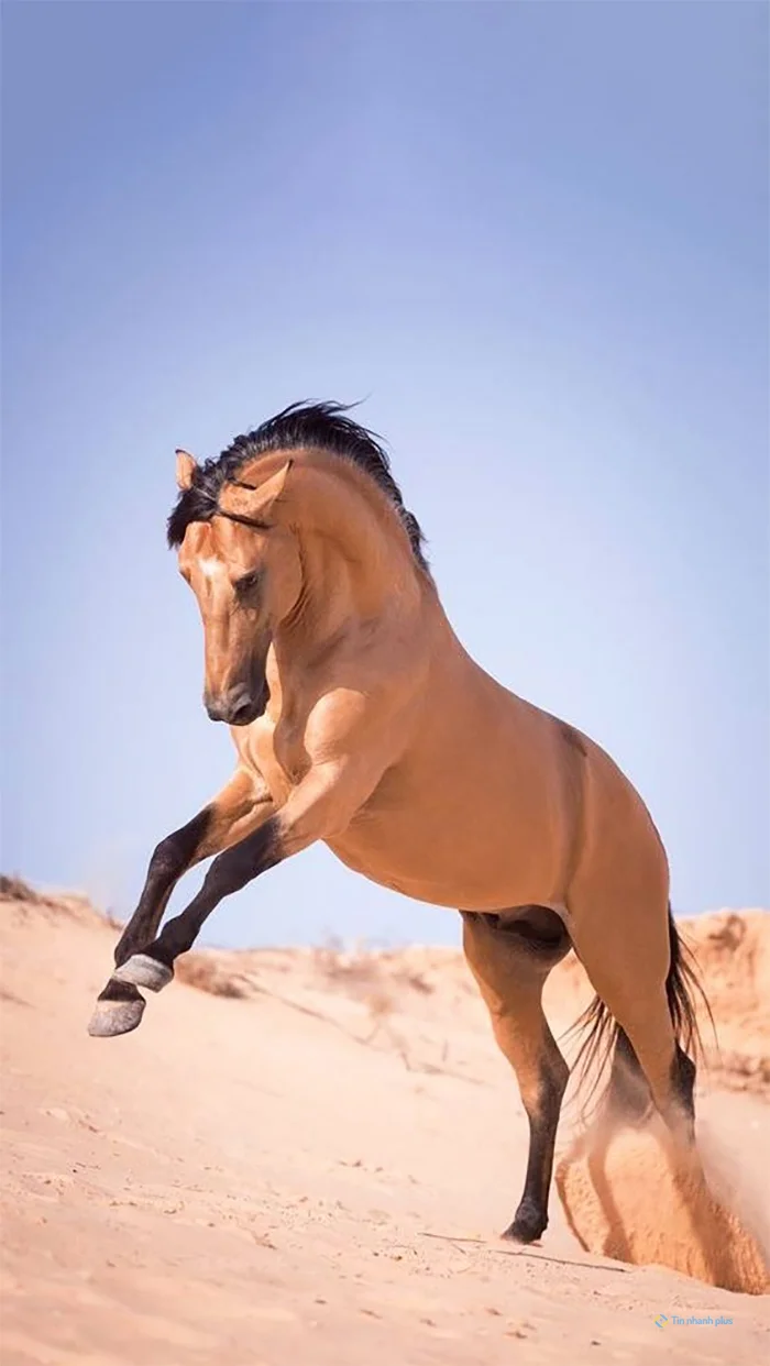 hình nền con ngựa cho ịPhone