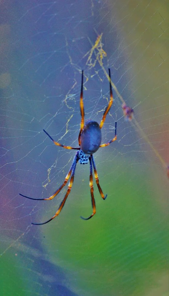 Hình nền con Nhên cho điện thoại