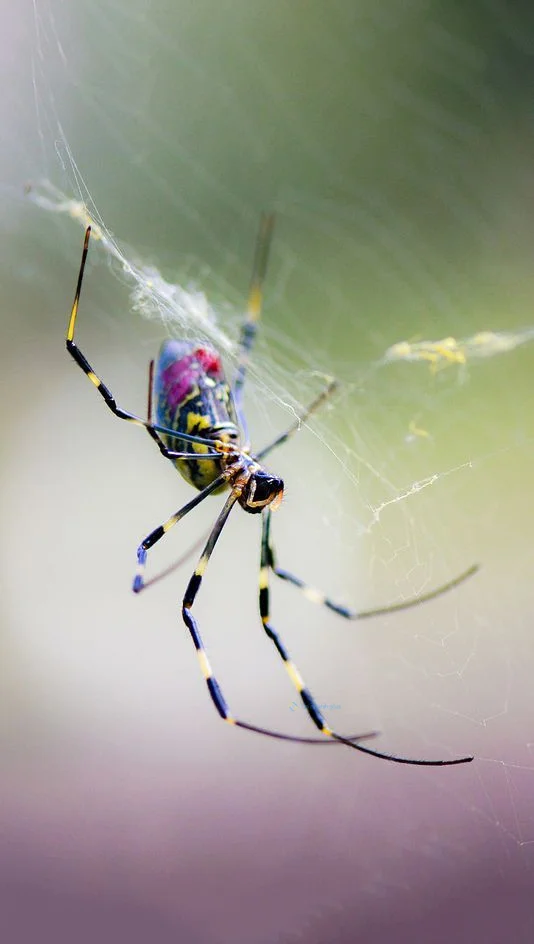 Hình nền con Nhên cho điện thoại