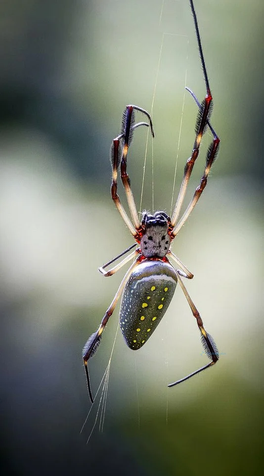 Hình nền con Nhên cho điện thoại