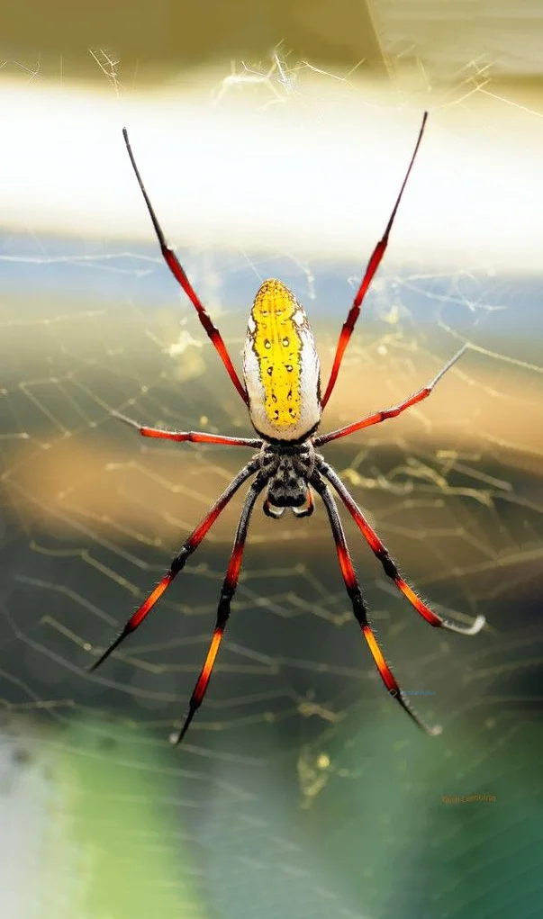 Hình nền con Nhên cho điện thoại