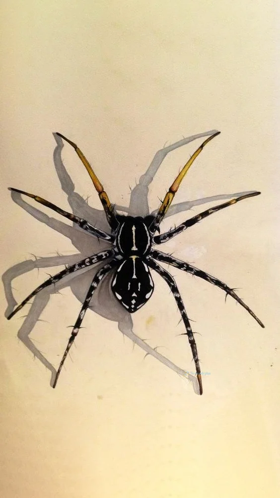 Hình nền con Nhên cho điện thoại