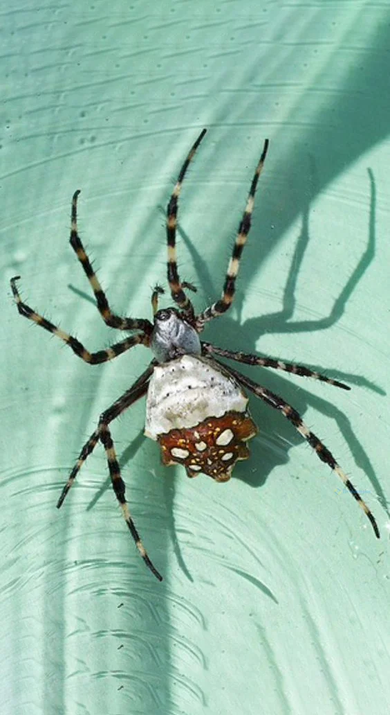 Hình nền con Nhên cho điện thoại