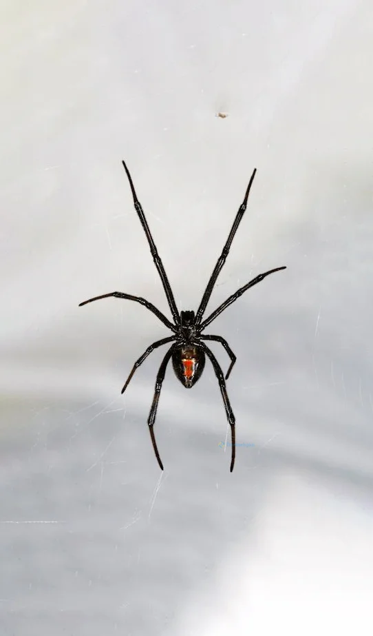 Hình nền con Nhên cho điện thoại