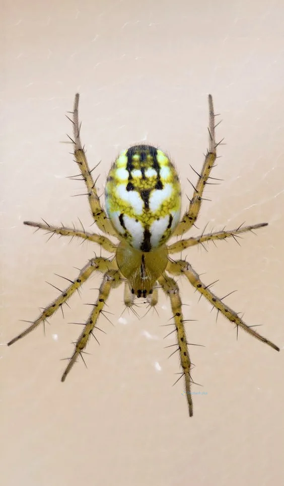 Hình nền con Nhên cho điện thoại