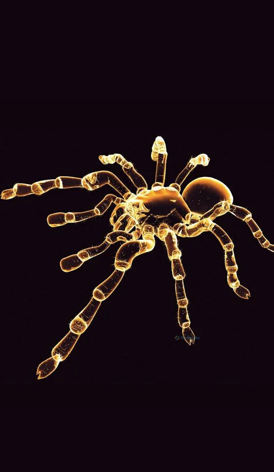 Hình nền con Nhên cho điện thoại