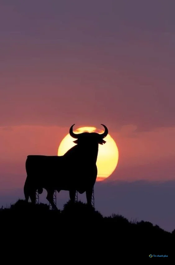 Hình nền con Trâu cho điện thoại