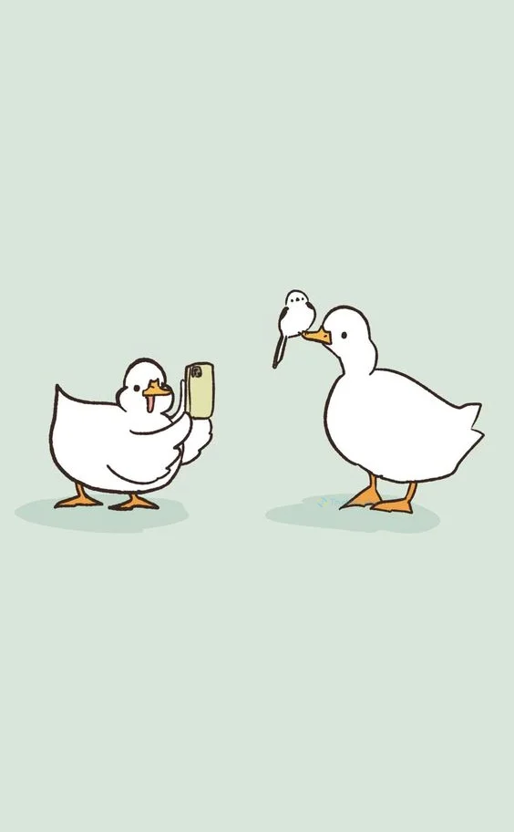 Hình nền con Vịt cho điện thoại