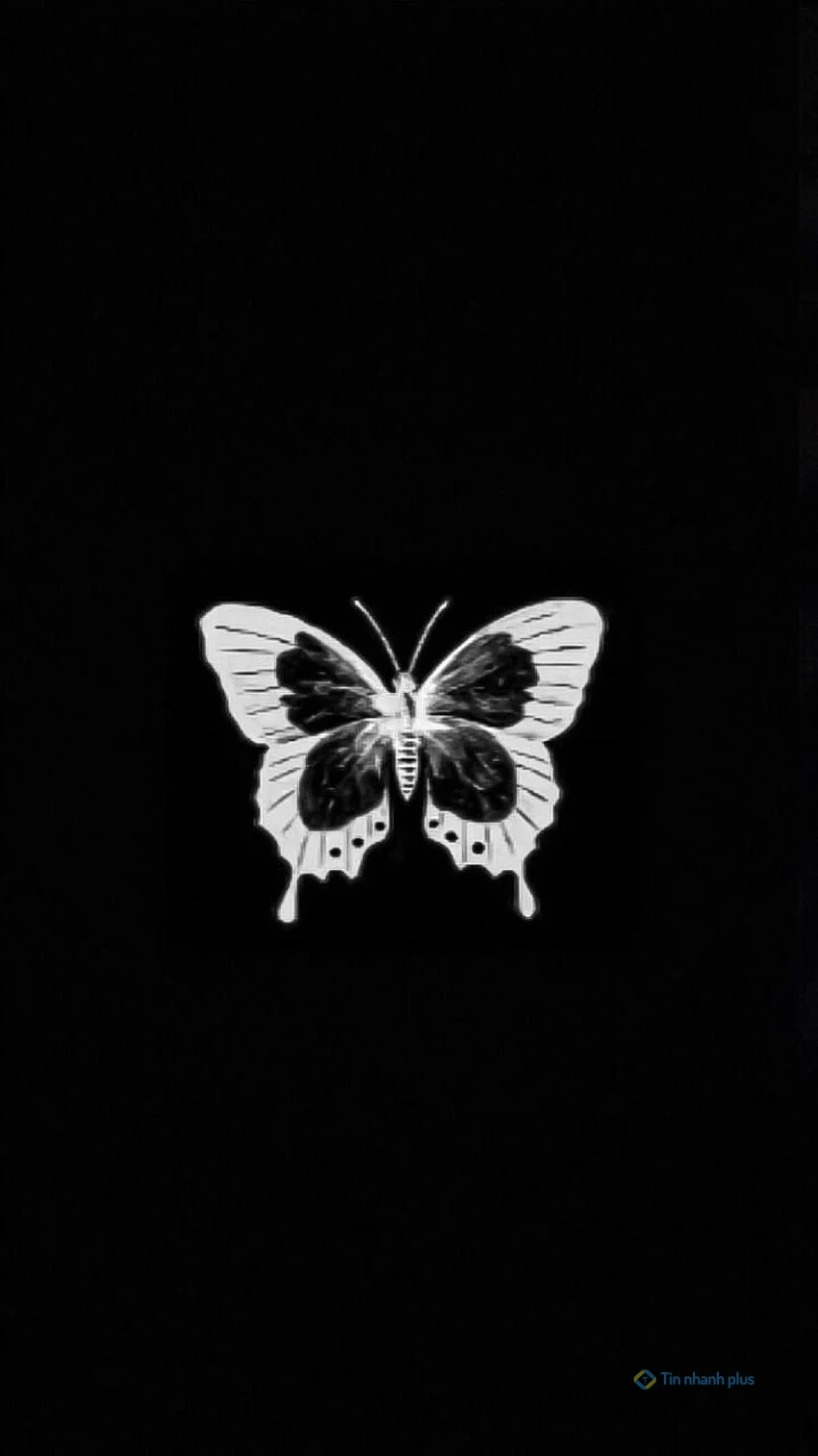 Hình nền điện thoại con bướm đen