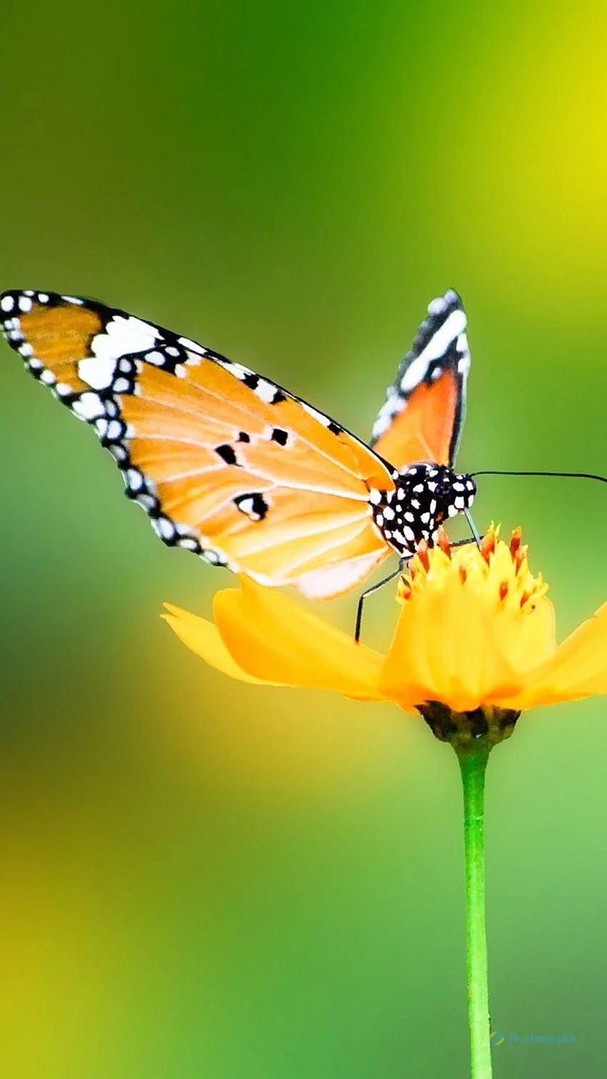 Hình nền điện thoại con bướm vàng