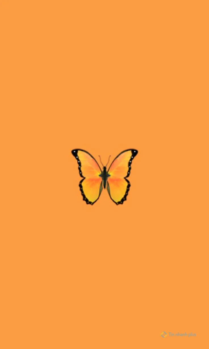Hình nền điện thoại con bướm vàng