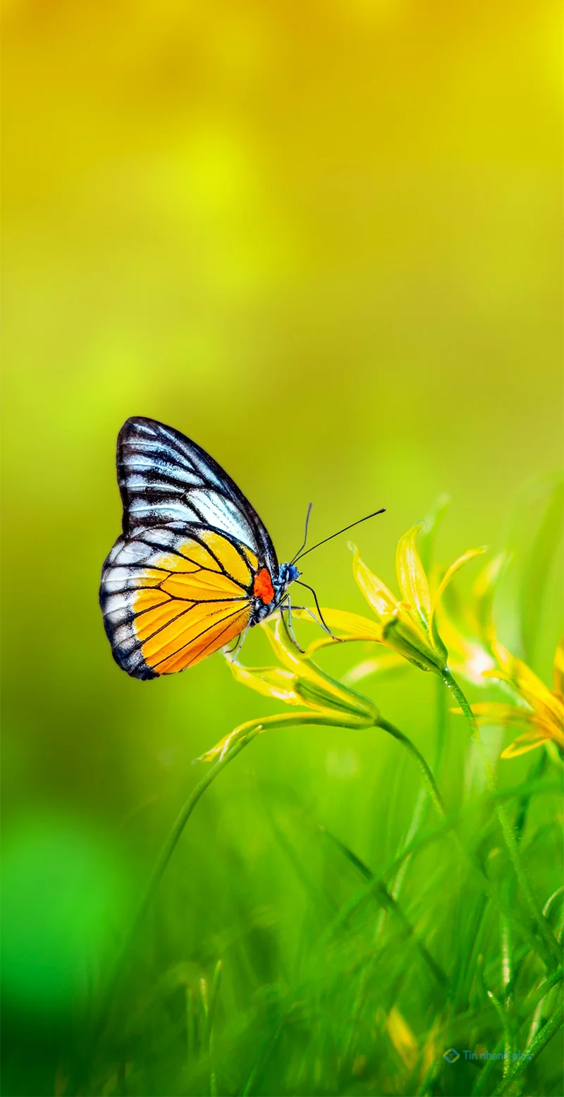 Hình nền điện thoại con bướm vàng