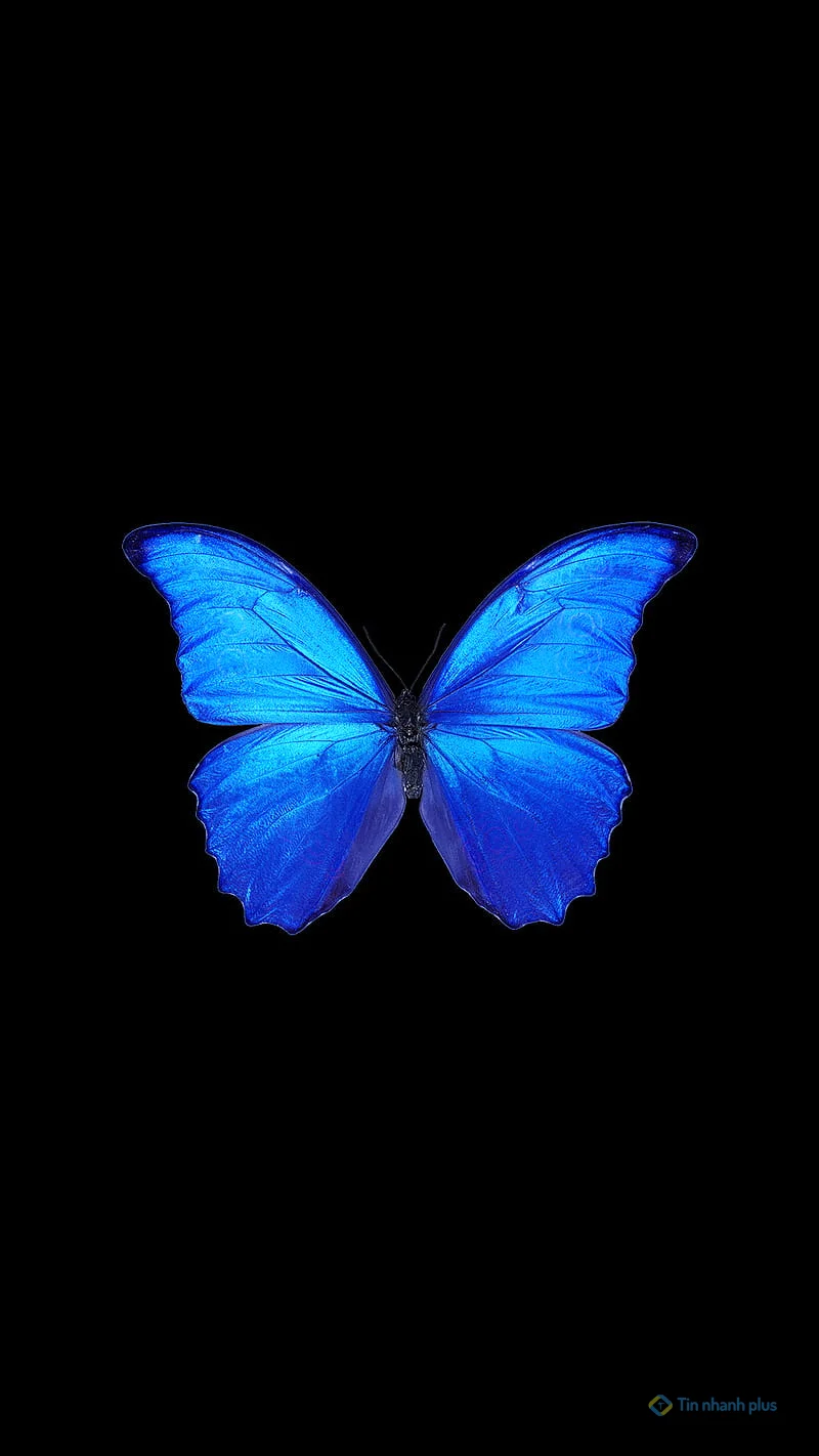 Hình nền điện thoại con bướm xanh