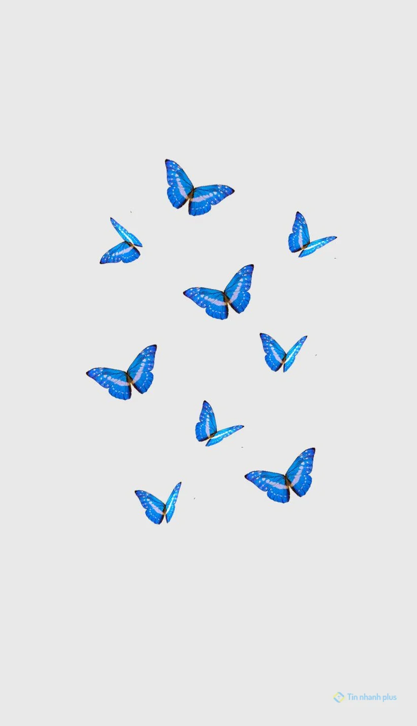 Hình nền điện thoại con bướm xanh