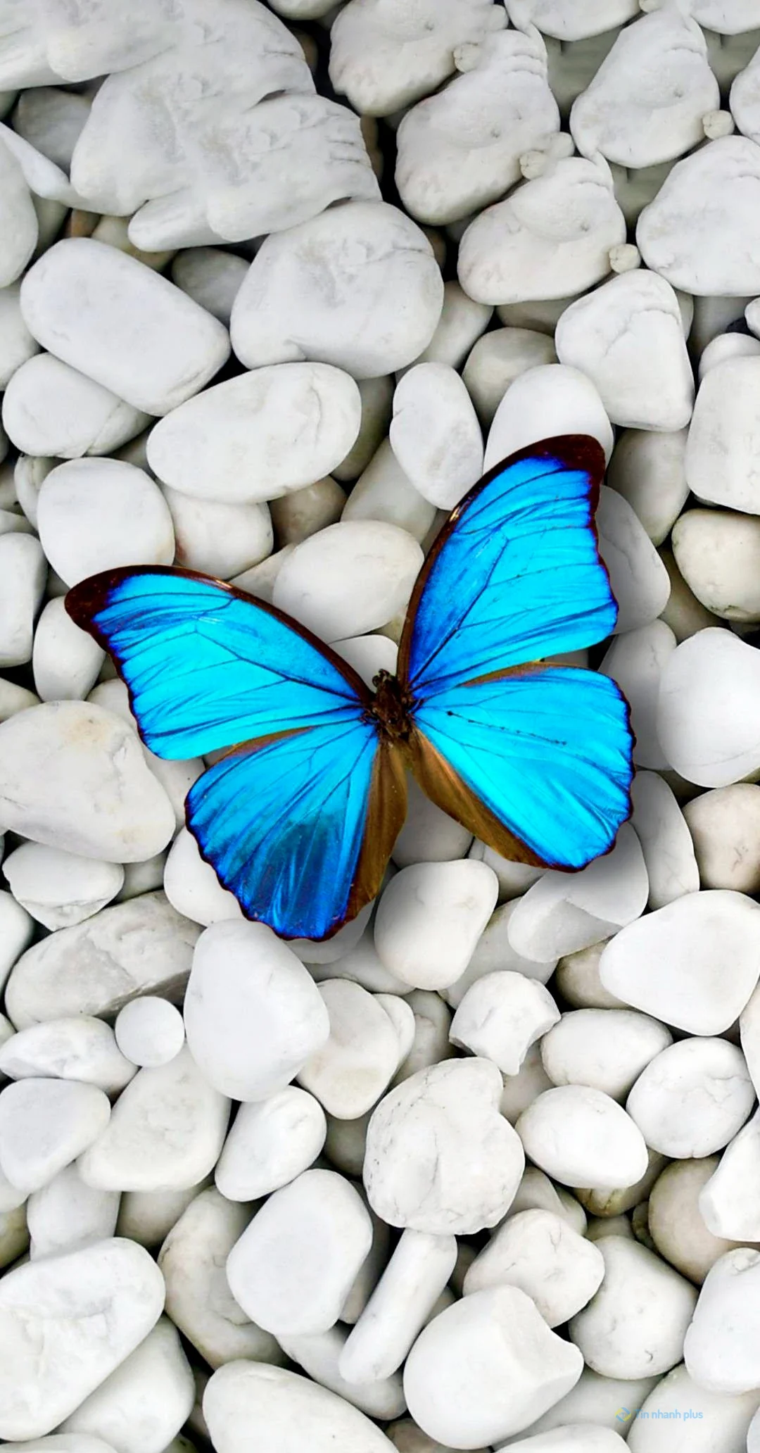 Hình nền điện thoại con bướm xanh