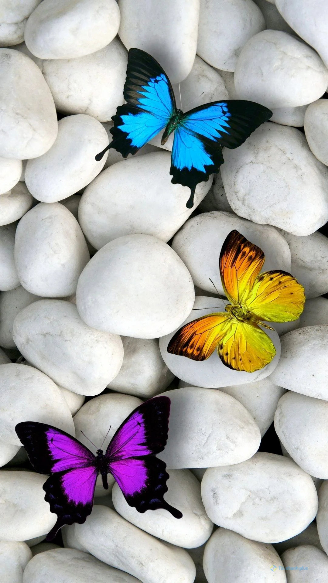 Hình nền điện thoại con bướm xanh