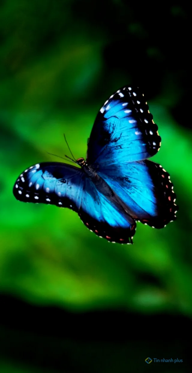 Hình nền điện thoại con bướm xanh