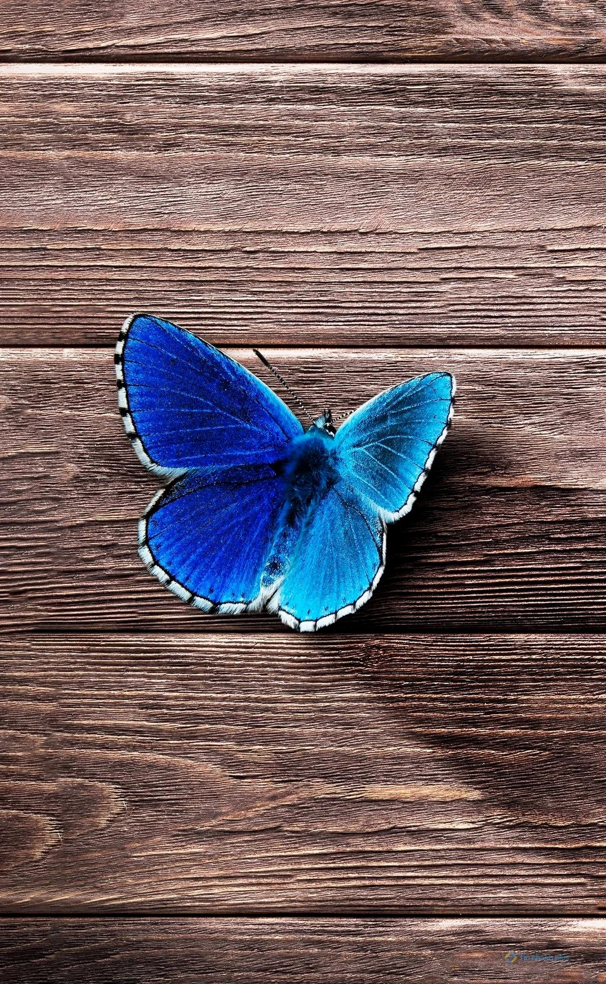 Hình nền điện thoại con bướm xanh