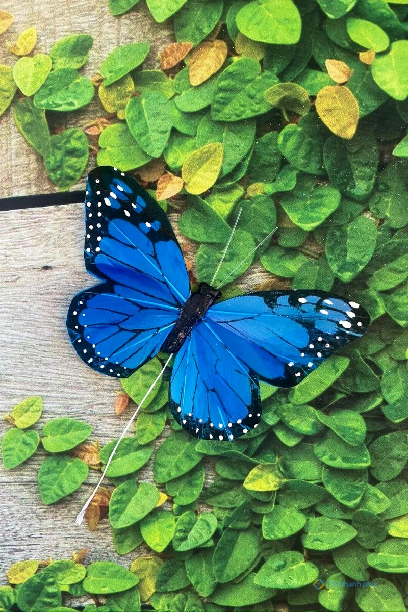 Hình nền điện thoại con bướm xanh