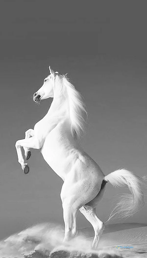 hình nền con ngựa cho điện thoại