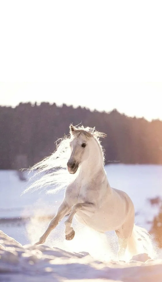 Hình nền con Ngựa cho điện thoại