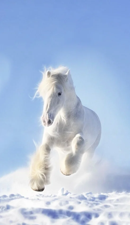 Hình nền con Ngựa cho điện thoại