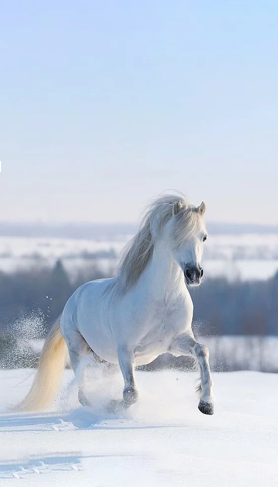 Hình nền con Ngựa cho điện thoại