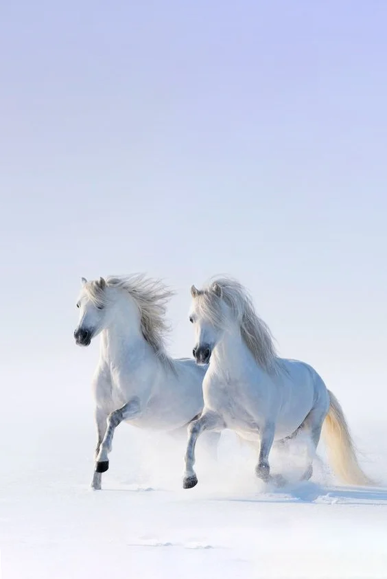 Hình nền con Ngựa cho điện thoại