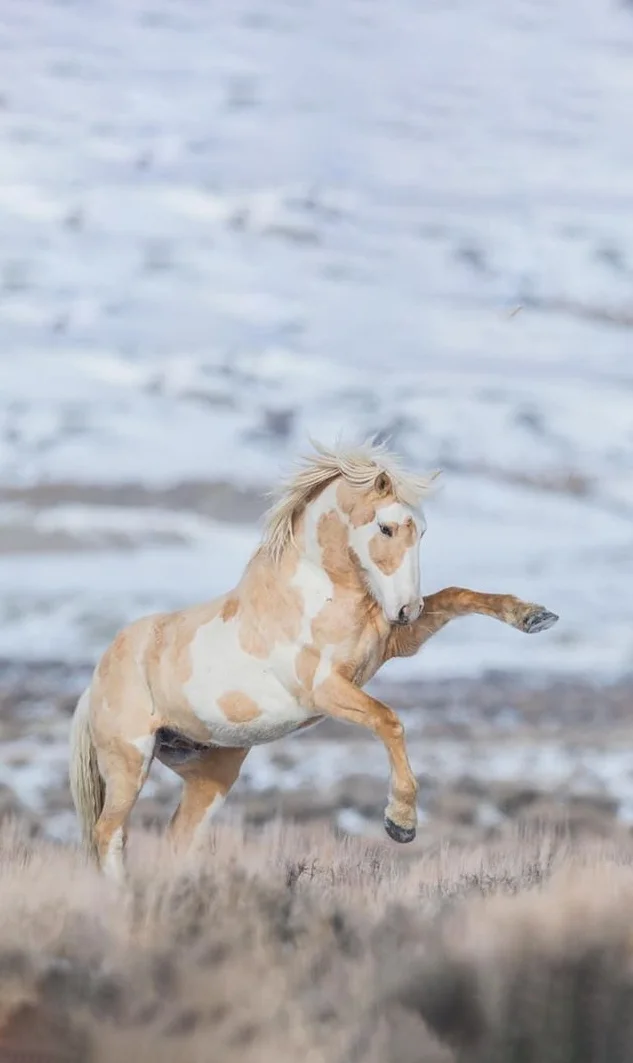Hình nền con Ngựa cho điện thoại