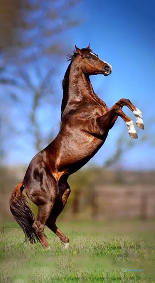 hình nền con ngựa cho điện thoại