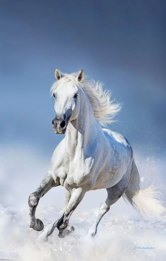 hình nền con ngựa cho điện thoại