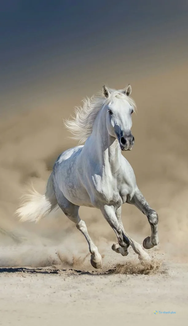 hình nền con ngựa cho điện thoại