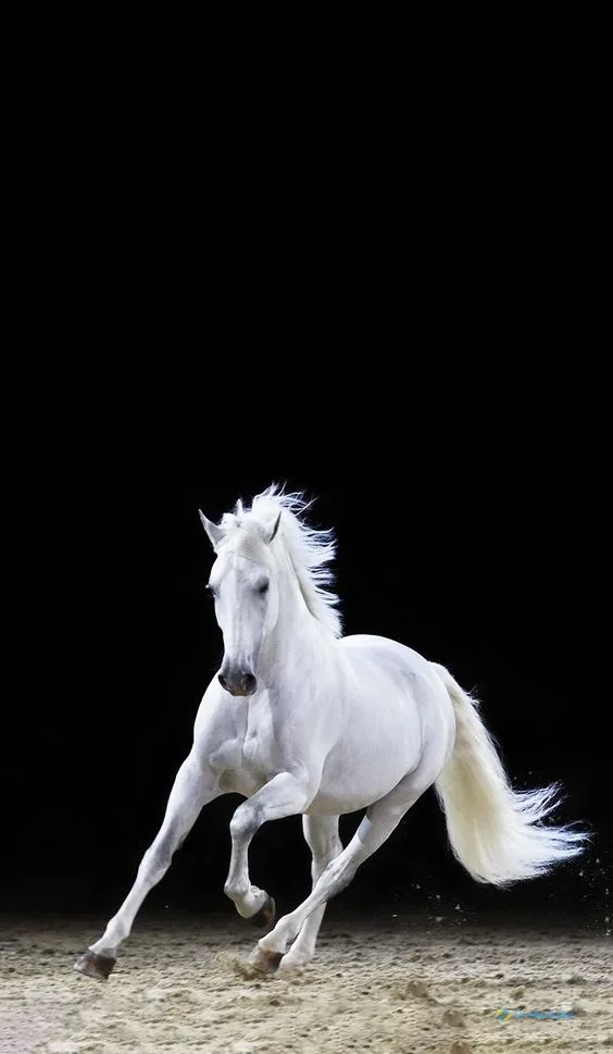 hình nền con ngựa cho điện thoại