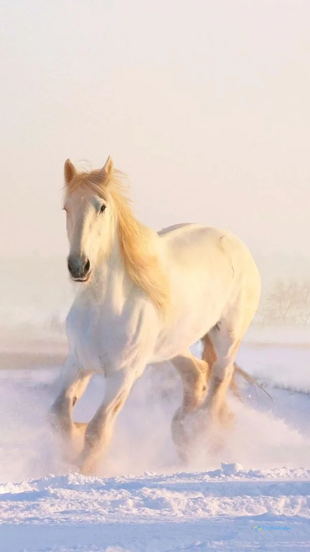 hình nền con ngựa cho điện thoại