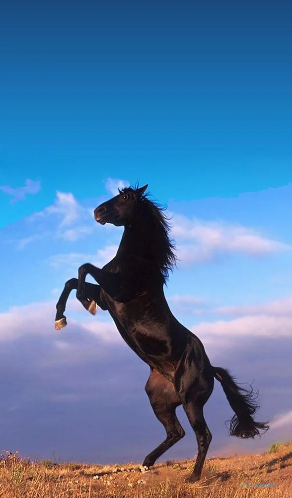 hình nền con ngựa cho điện thoại