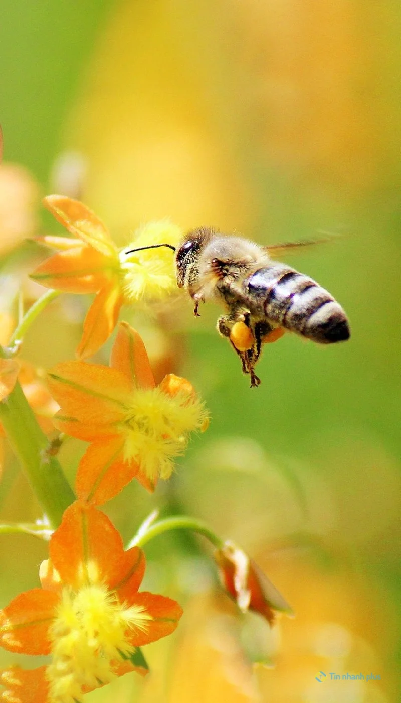 Hình nền con ong