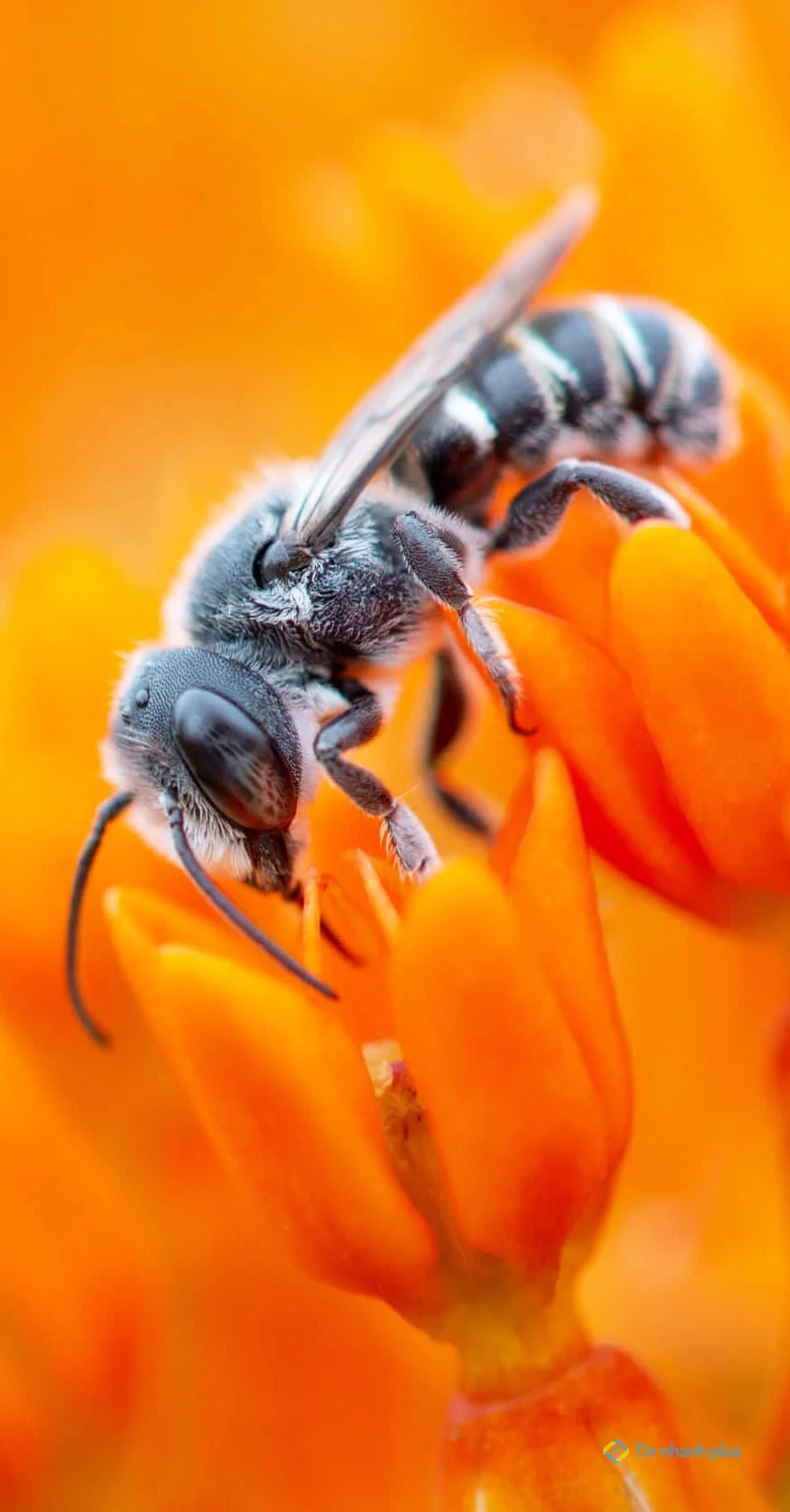 Hình nền con ong
