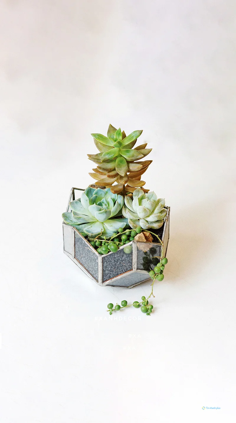 Hình nền sen đá dành cho điện thoại