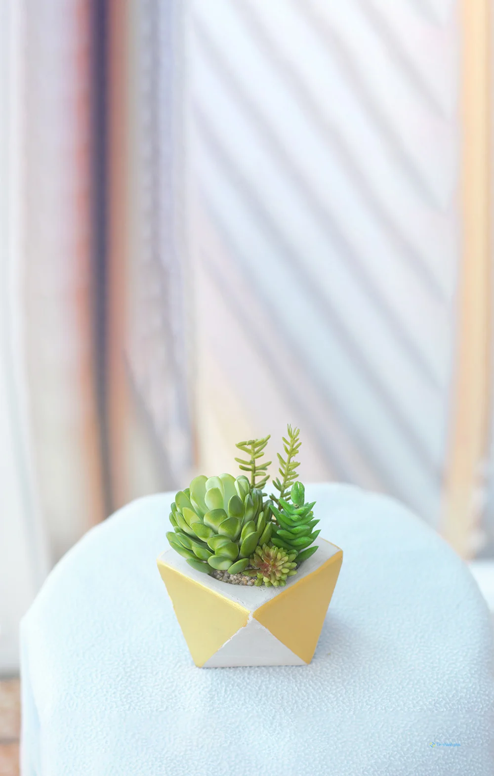 Hình nền sen đá dành cho điện thoại